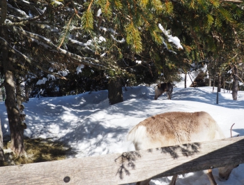 DOLOMITY SEXTENERSKIE   to BAJKOWY ZIMOWY ŚWIAT 